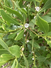 Myoporum laetum