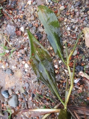 Potamogeton lucens