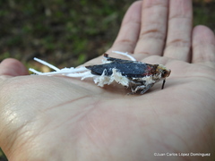Cerogenes auricoma