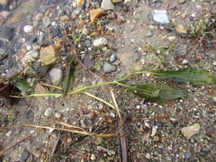 Potamogeton lucens