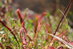 Drosera capensis