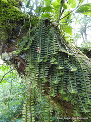 Dichaea muricatoides
