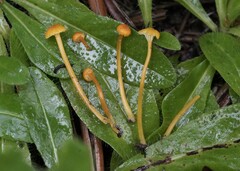 Hygrocybe