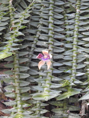 Dichaea muricatoides