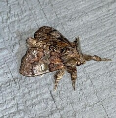 Dasychira meridionalis