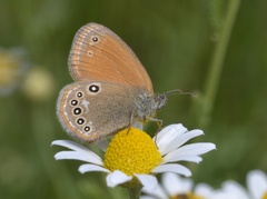 Coenonympha glycerion