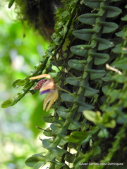 Dichaea muricatoides