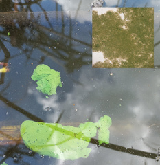 Microcystis