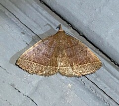 Zanclognatha obscuripennis