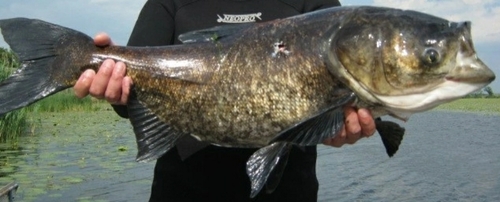Bighead Carp