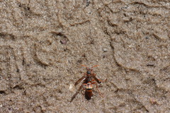 Polistes marginalis