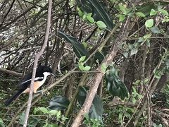 Laniarius ferrugineus