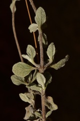 Calceolaria polifolia