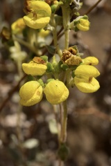 Calceolaria polifolia