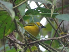 Tangara icterocephala