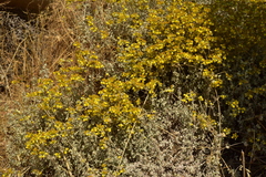 Calceolaria polifolia