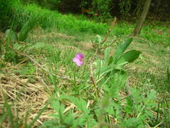 Erodium stephanianum