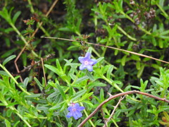 Glandora prostrata prostrata