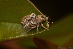 Neomerimnetes flindersiae