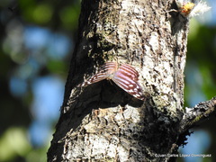 Myscelia ethusa ethusa