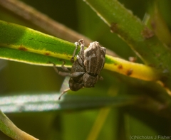 Neomerimnetes flindersiae