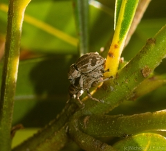 Neomerimnetes flindersiae