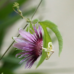 Passiflora amethystina