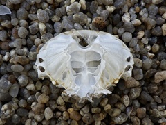 Hemigrapsus sanguineus