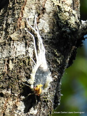 Cerogenes auricoma