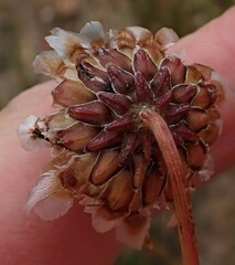 Ursinia discolor
