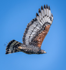 Stephanoaetus coronatus