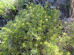 Azorella