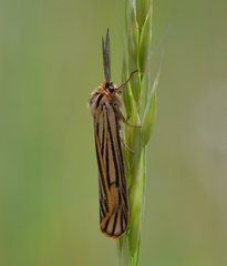 Spiris striata