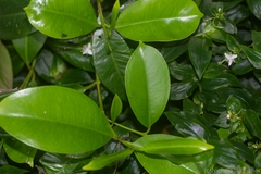 Syzygium papyraceum