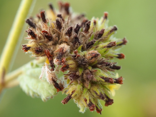 Waltheria indica