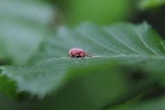 Trombidium holosericeum