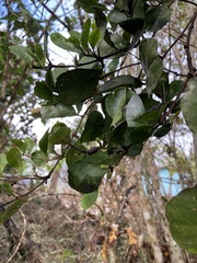 Dendropemon caribaeus