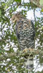 Stephanoaetus coronatus