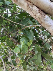 Dendropemon caribaeus