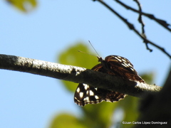 Myscelia ethusa ethusa