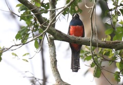Trogon curucui