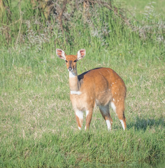 Tragelaphus sylvaticus
