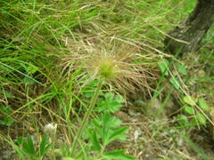 Pulsatilla chinensis