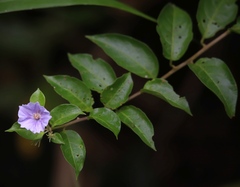 Lycianthes