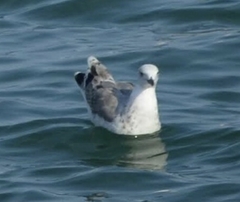 Larus michahellis