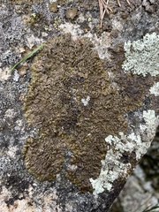 Xanthoparmelia pulla