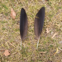 Calyptorhynchus banksii