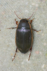 Dytiscus semisulcatus