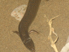 Chalcides ocellatus