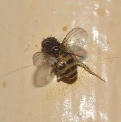 Drosophila